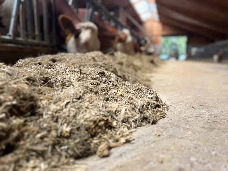 Milchkühe am Futtertisch